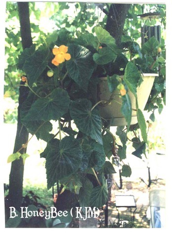 B. ‘Honey Bee’